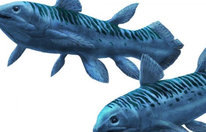 Scoperta di una nuova specie estinta di celacanto