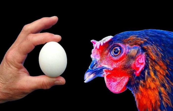 Qual è l’uovo o la gallina? UNIGE ha la risposta