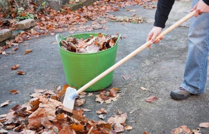 Chi si occupa della raccolta delle foglie morte in autunno? Ti rispondiamo