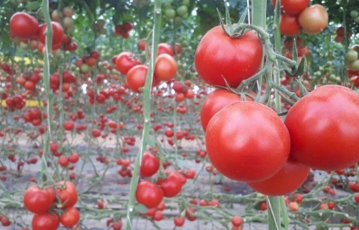 Ampliamento delle serre di pomodori a Isigny-le-Buat: no! Lo ha deciso la prefettura della Manica