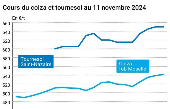 COTidienne | Semi oleosi – L'aumento dei prezzi degli oli di palma e di altri oli vegetali continua a sostenere i prezzi europei della colza