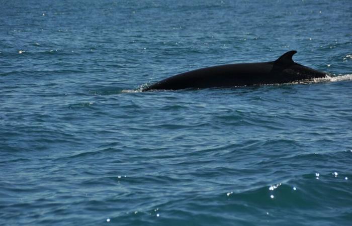 Il cadavere di una balena trovato su una spiaggia nel Canale della Manica