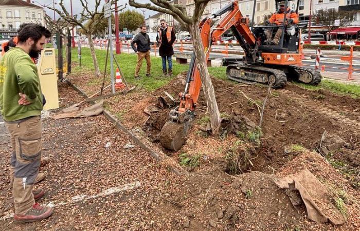 Villeneuve-sur-Lot: alberi sradicati per spostarsi qualche metro più in là