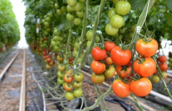 Serre giganti di pomodori: la prefettura della Manica ferma il progetto di ampliamento