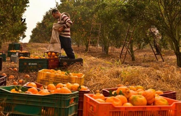 Bayer mette in guardia sugli utili e registra una perdita trimestrale di 4 miliardi di euro