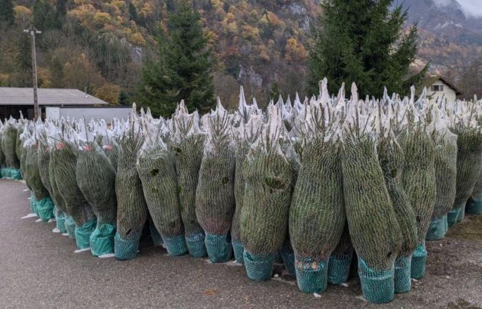 Savoia: è iniziato il taglio dell'albero di Natale!