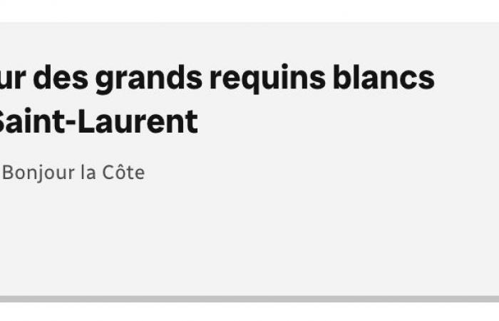 Continuano le ricerche sui grandi squali bianchi nel Golfo – Portail des Îles de la Madeleine