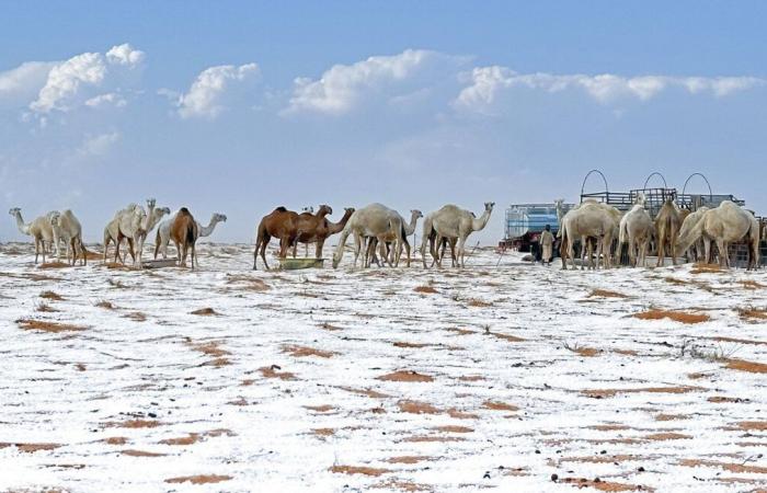 Immagini sorprendenti di un deserto coperto di grandine e neve in Arabia Saudita