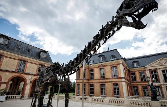 Minimo 3 milioni di euro per il più grande dinosauro mai presentato all’asta