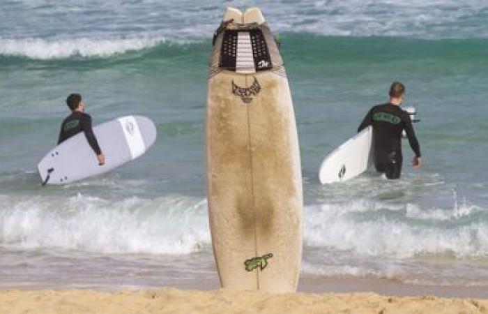 Secondo i ricercatori australiani, illuminare la tavola da surf aiuta a ridurre il rischio di attacchi di squali bianchi