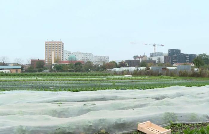 VIDEO. Uno degli ultimi orticoltori della Plaine Saint-Denis racconta il suo passato agricolo vicino a Parigi