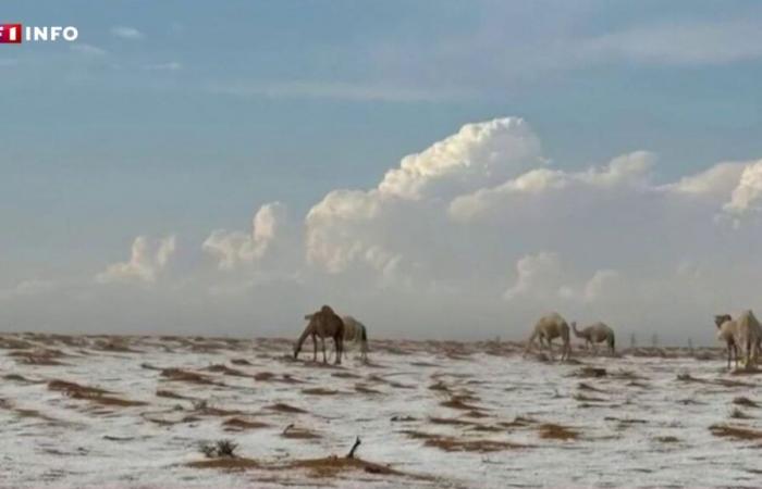 Arabia Saudita: immagini sorprendenti del deserto coperto di grandine