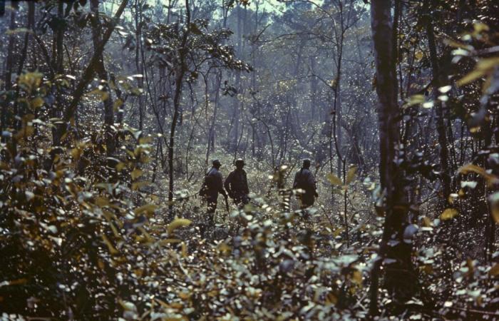 sospetto arrestato dopo il ritrovamento del corpo nella foresta