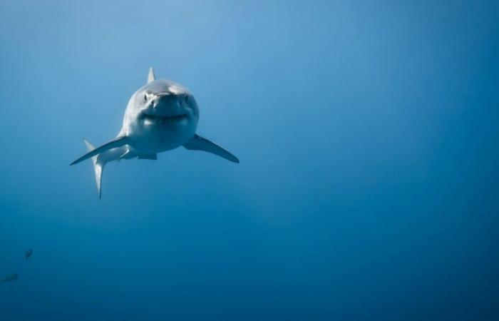 Continuano le ricerche sui grandi squali bianchi nel Golfo – Portail des Îles de la Madeleine