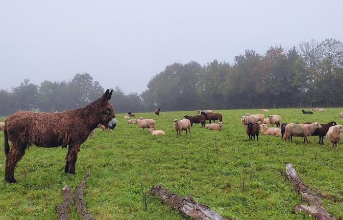 L’asino di Chemillé: un bene protettivo contro gli attacchi di lupi e volpi