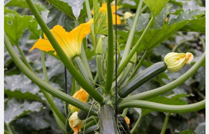 “Il Marocco ha già iniziato a spedire zucchine in Francia e questo si riflette sui prezzi”