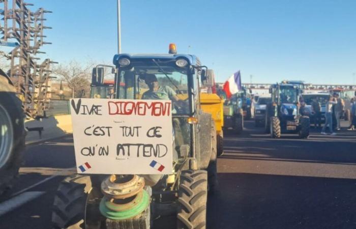 Gli agricoltori dell'Hérault prevedono di mobilitarsi la prossima settimana