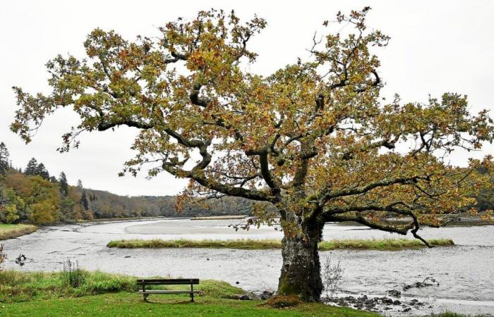 L'albero più bello di Francia è quello dell'Abbazia di Saint-Maurice a Clohars-Carnoët?