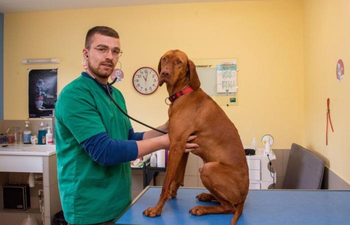 Kevin Contart, veterinario di Auxois-Morvan