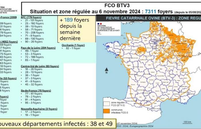 FCO 3: il vaccino messo a disposizione gratuitamente degli allevatori di bovini del Tarn