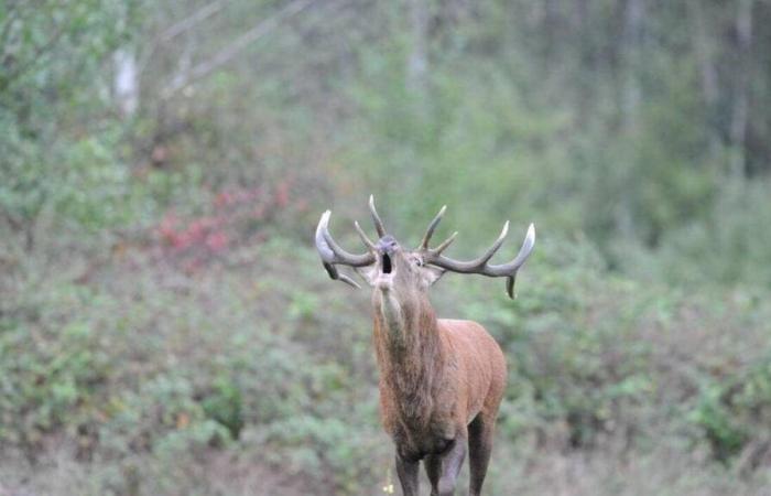 Avrebbero ucciso un cervo fuori stagione di caccia nell'Orne: due cacciatori fanno appello