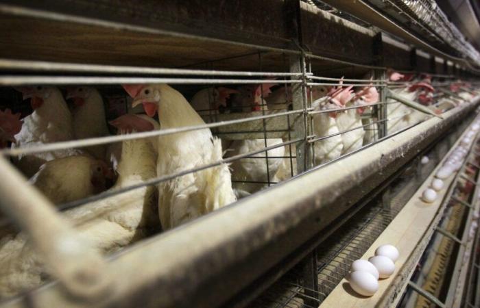 Primo caso umano di influenza aviaria H5N1 confermato in Canada