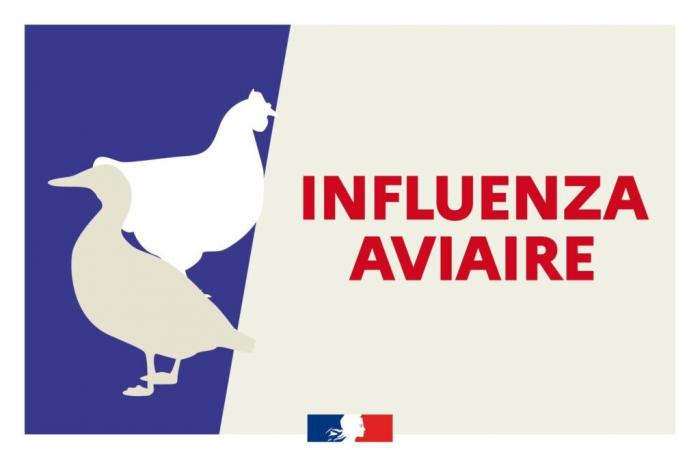 Influenza aviaria: primo caso rilevato ad Allier – Comunicati stampa 2024 – Comunicati stampa – Notizie