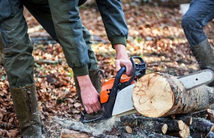 Landes: Jonathan Crabos, taglialegna, un professionista appassionato al servizio della foresta