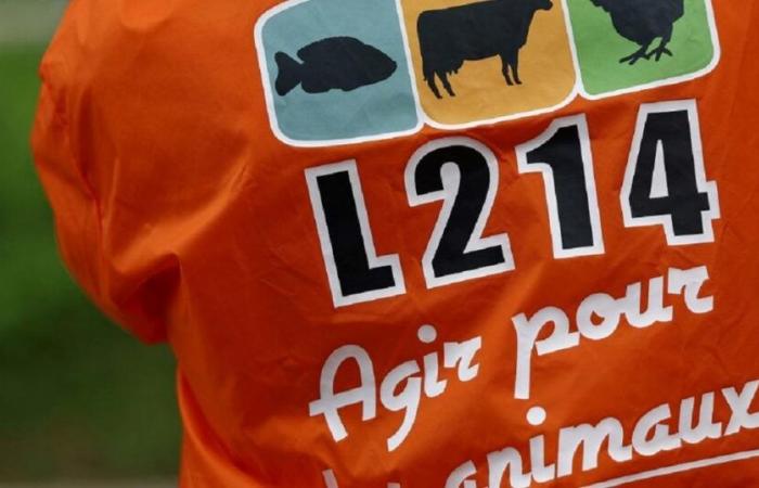 un mattatoio sospeso dopo la denuncia della L214 per “atti di crudeltà”