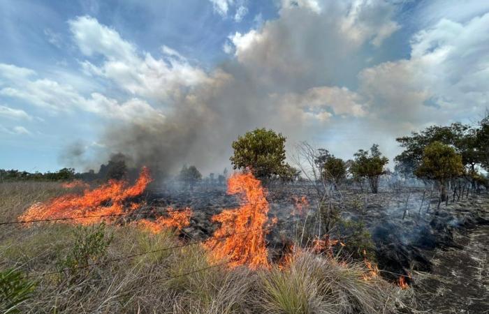 Un violento incendio devasta la vegetazione nei pressi dell'aerodromo di Koné