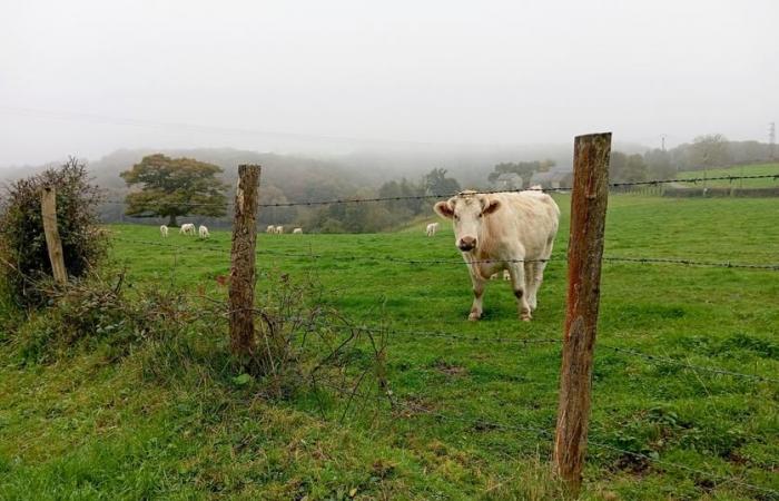 Nel bestiame giovane i prezzi aumentano a causa della mancanza di offerta, i prezzi delle mucche si stabilizzano