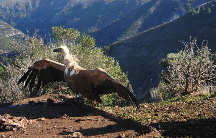 Attacchi ad animali vivi: la prefettura dell'Aveyron autorizza spari spaventosi sul grifone