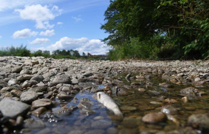 L'acqua del fiume si sta riscaldando, i pesci sono in pericolo?