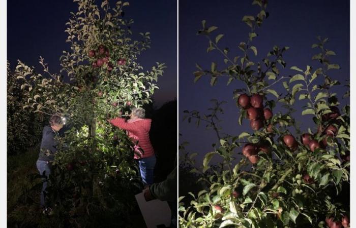 “Speriamo che il prezzo aumenti ragionevolmente per il resto della stagione”