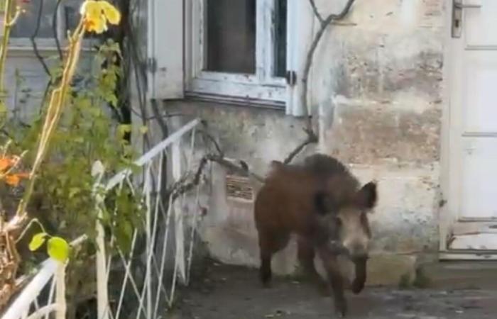 “Non lo avevo visto, ha subito caricato”: invadono la città, sei cinghiali massacrati ad Angoulême