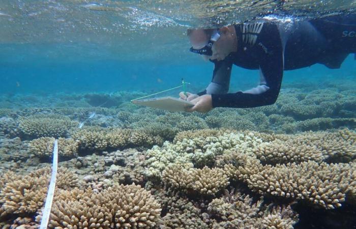 Le barriere coralline dell'isola della Riunione in un momento preso in prestito