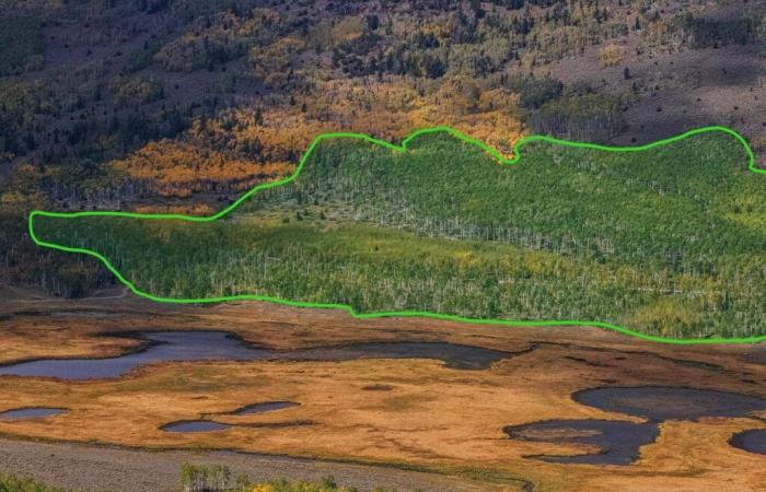 Incredibile: cos’è questa strana foresta composta da un’unica radice che si estende per decine di ettari?