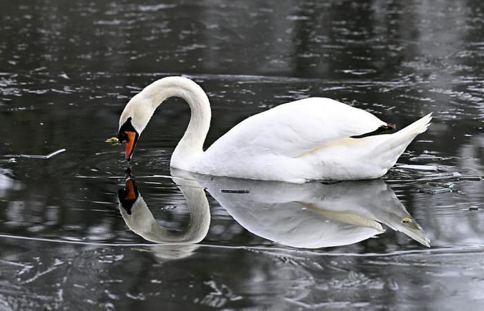 Un cigno affetto da influenza aviaria nel Canton Uri