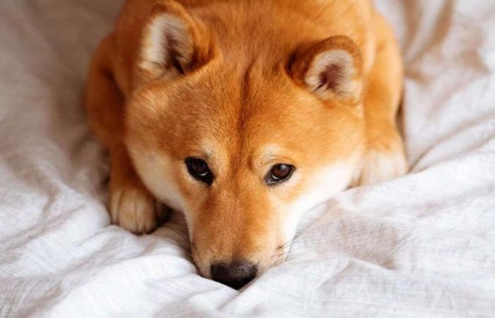 Shiba Inu, Dogecoin ritraccia a doppia cifra mentre il rally si raffredda, liquidazioni fino a $ 900 milioni