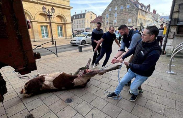 Esplosione di attacchi di lupi nel Doubs: gli allevatori lasciano il cadavere di una giovenca davanti alla sottoprefettura