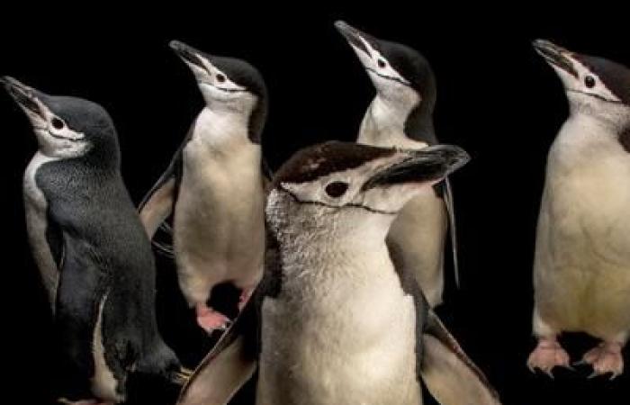 Questi genitori di pinguini sopravvivono con micro-sonnellini di 4 secondi