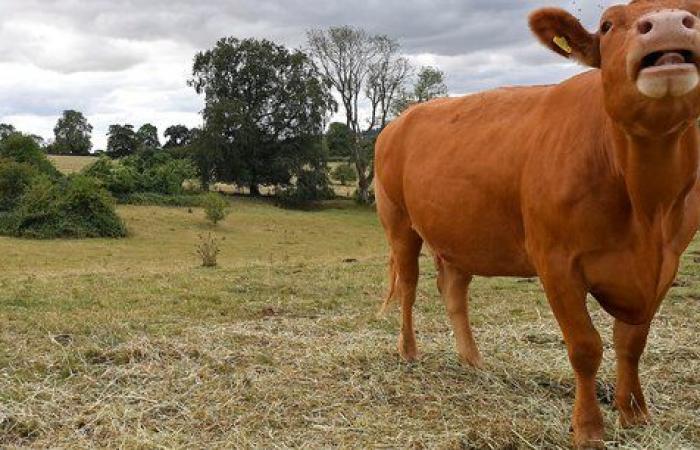 Bruxelles si rifiuta di rivedere la componente agricola