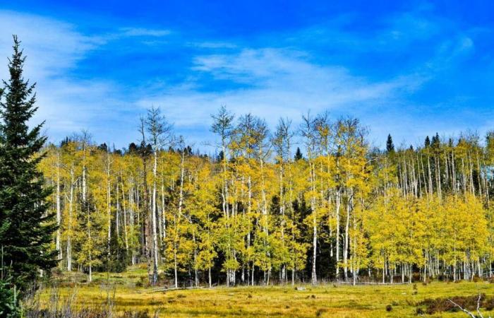 Scopri “Pando”, un organismo vivente di 43 ettari che si ritiene abbia tra i 16.000 e gli 80.000 anni (uno dei più antichi del mondo!)