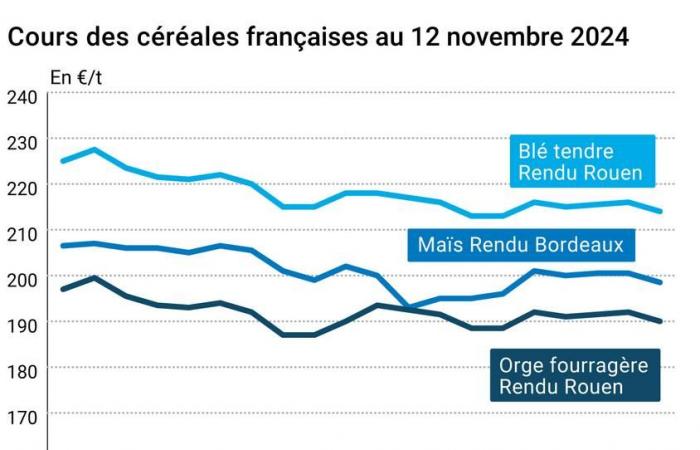 COTidienne | Cereali – Forte calo dei prezzi del grano Usa, resiste l’origine europea