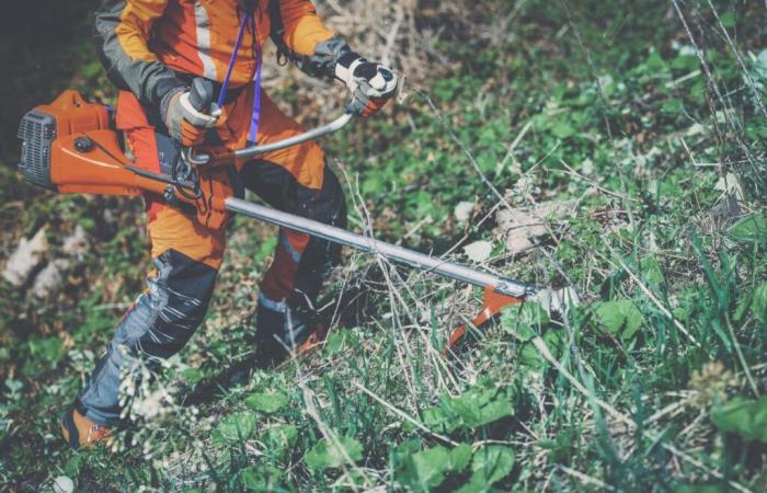 è il momento di pulire la boscaglia per proteggersi dagli incendi