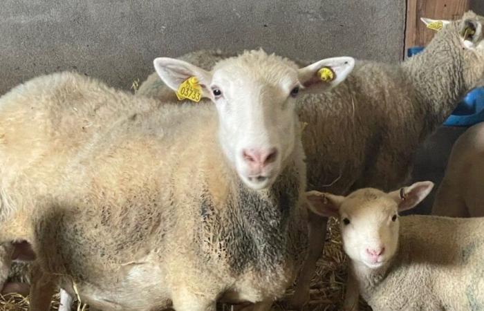 Rilevare un'azienda agricola nella Creuse è la scelta di Perrine e Aurélien