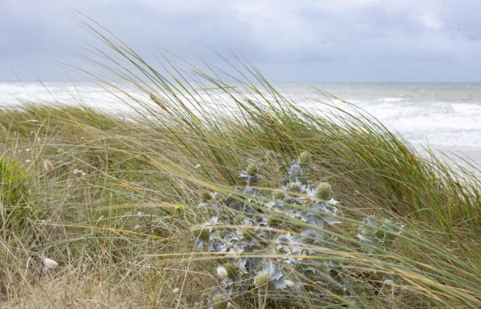 Di fronte all’avanzata del mare, un contadino e la sua famiglia sono costretti a lasciare la propria terra