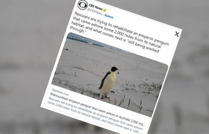 Gus, un pinguino imperatore, perso 3.400 chilometri troppo a nord, atterra su una spiaggia australiana