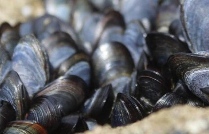 No, i molluschi non sono un deposito di carbonio, ma emettono CO2