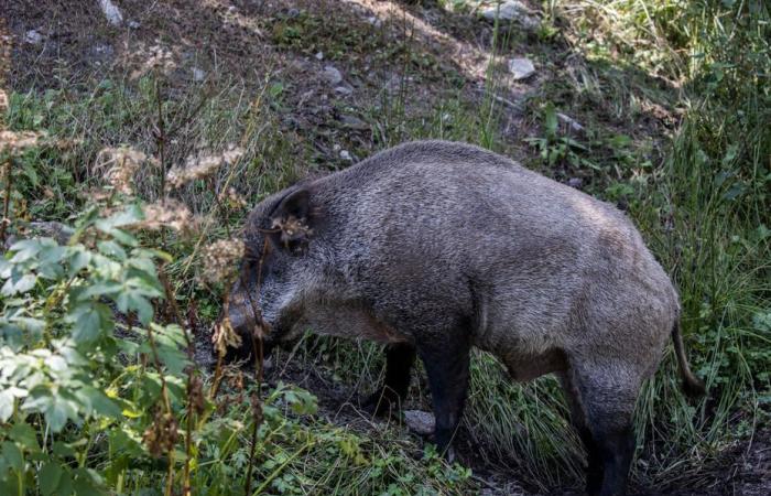 Un cacciatore di 30 anni gravemente ferito dopo essere stato caricato da un cinghiale, un elicottero è intervenuto per soccorrerlo